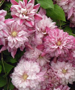 Клематис Patricia Ann Fretwell