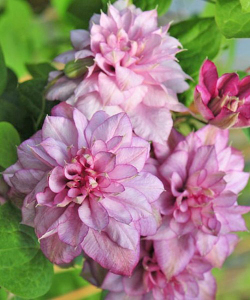 Клематис Innocent Glance