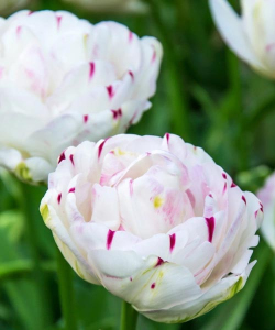 Тюльпан Danceline, 2 шт