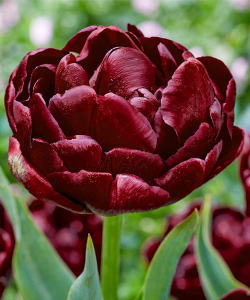 Тюльпан Роадстар (Roadstar), 2 шт