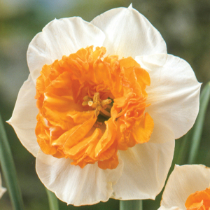 Нарцисс Czardas