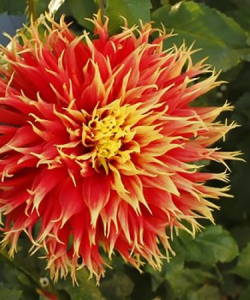 Жоржина Show 'N' Tell