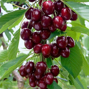 Вишня колоновидна Королева Саду