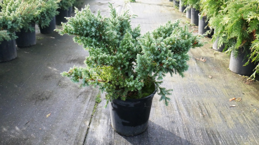 Ялівець лускатий Блю Швед (С3)