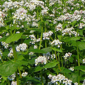 Гречка насіння 1 кг, Україна