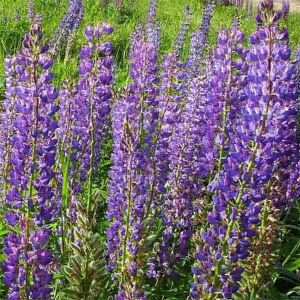 Козлятник східний 1 кг, Україна