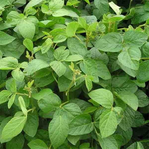 Соя 1 кг, Україна