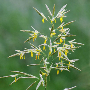 Стоколос безостий 0,5 кг, Україна