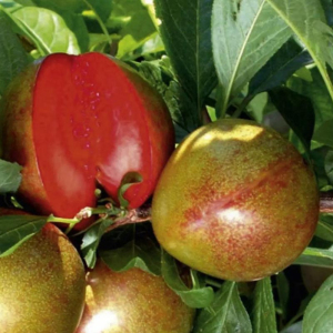 Плуот Флейвор Супрема (слива-абрикос)