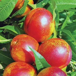 Нектарин колоновидний Рубіс