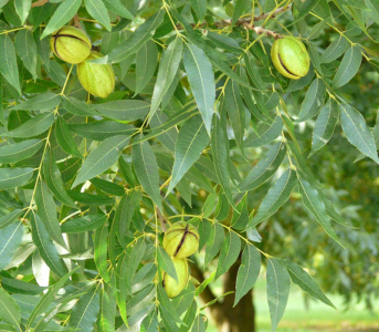 Горіх Пекан GraZona (сіянець)