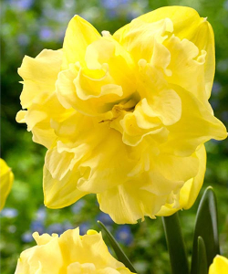 Нарцис Сейлормен (Sailorman)