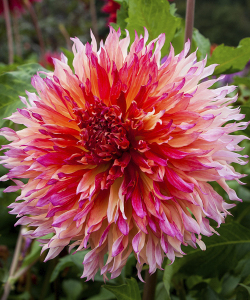 Жоржина Myrtle's Folly