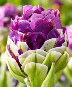 Тюльпан Exquisit, 2 шт