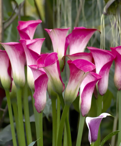 Калла Peppermint Twist