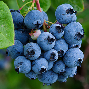 Голубика (черника садовая) Блю Джей, 2 года