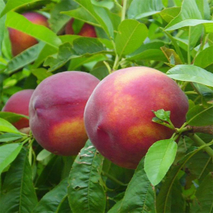 Нектарин Фентезі