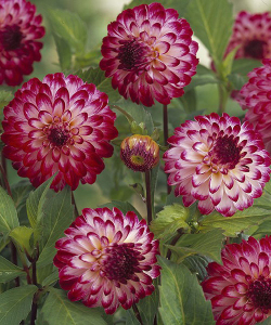 Жоржина Little Robert