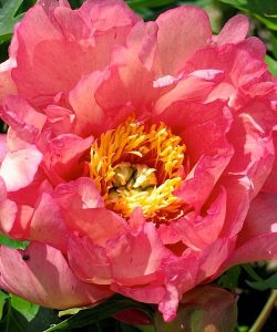 Півонія Hillary