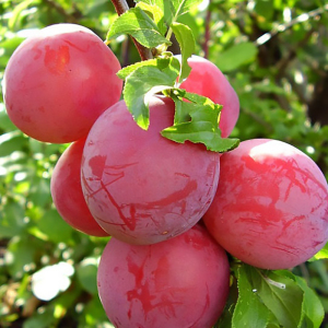 Слива колоновидна Персиколистна