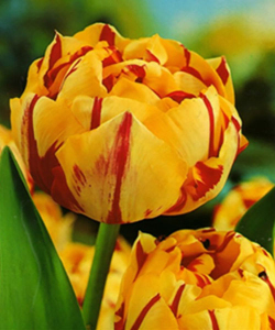 Тюльпан Golden Nizza, 2 шт