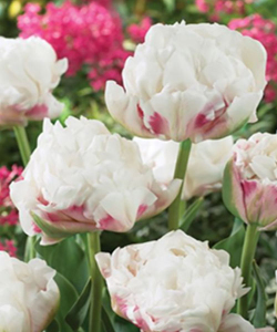 Тюльпан Ice Wonder, 2 шт