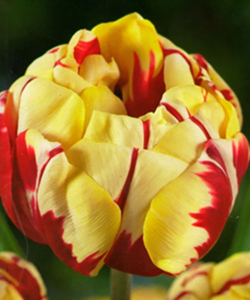 Тюльпан Monsella, 2 шт