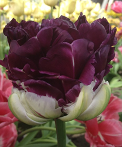 Тюльпан Wow Blue, 2 шт