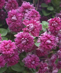Клематис Purpurea Plena Elegans