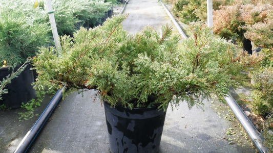 Ялівець даурський Ленінград (С3)