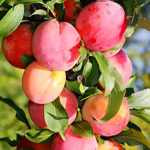 Слива-абрикос колоновидний Шедевр