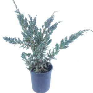 Ялівець китайський Блю Альпс (С3)