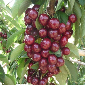 Черешня колоновидна Монморансі