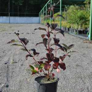 Дерен білий Сибірська перлина (С3)