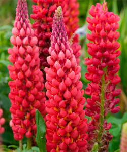 Люпин My Castle