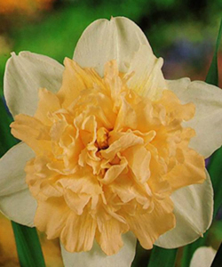 Нарцисс Ice King