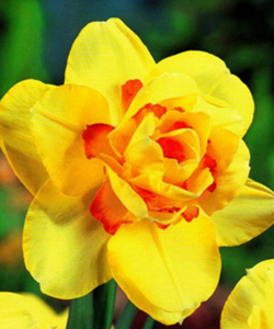 Нарцисс Tahitii