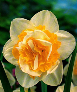 Нарцисс Unique