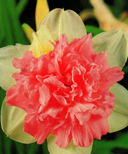 Нарцисс Rosy Cloud