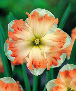 Нарцисс Cum Laude