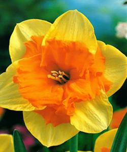 Нарцисс Mondragon