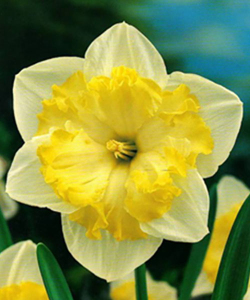 Нарцисс Printal