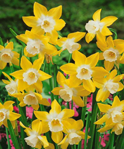 Нарцисс Pipit