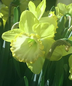 Нарцисс Alexis Beauty