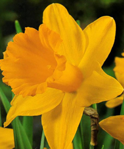 Нарцисс February Gold