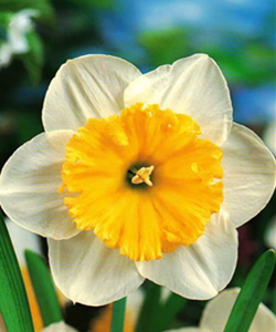 Нарцисс Ice Follies