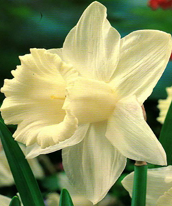 Нарцис Mount Hood