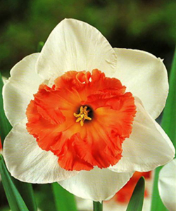 Нарцисс Pink Pride