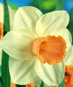 Нарцисс Salome