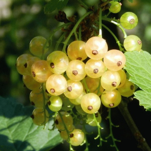 Смородина белая Баяна